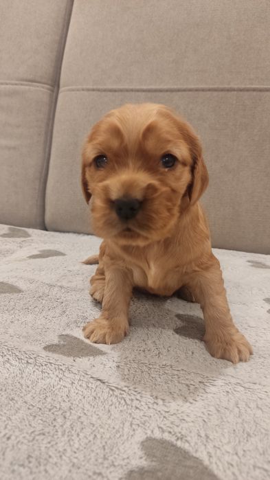 Cocker spaniel angielski