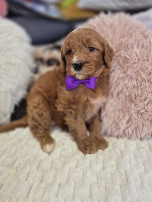 Goldendoodle f1 standard