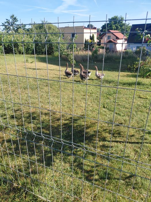 Gęsi landes dorosłe