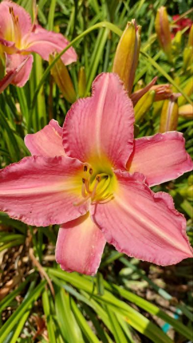 Liliowce wielkokwiatowe.
