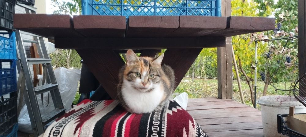 Кицька шукає дім