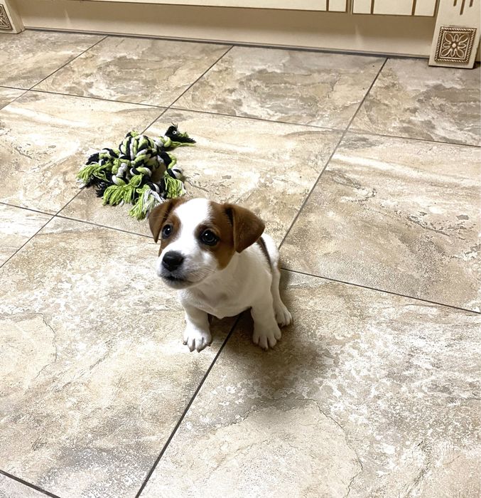 Шикарні джек рассел терʼєри - документи FCI