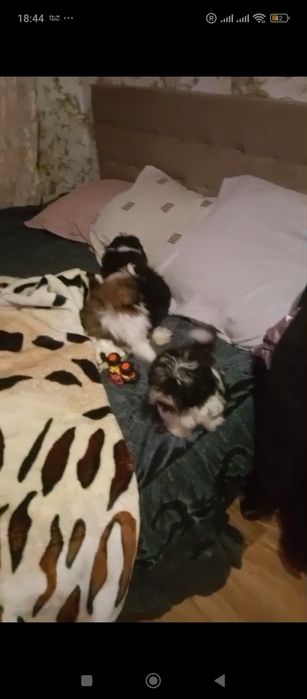 Продаются щенки шитцу чистокровные и есть помесы шитцу и пекинеса