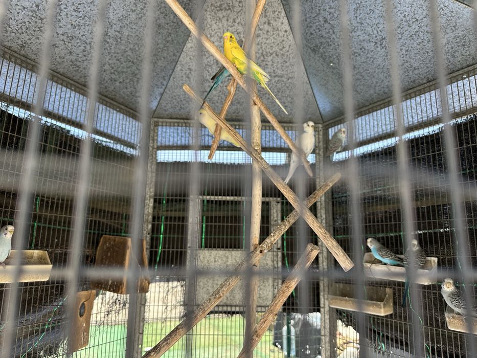 Gaiola de exterior com periquitos