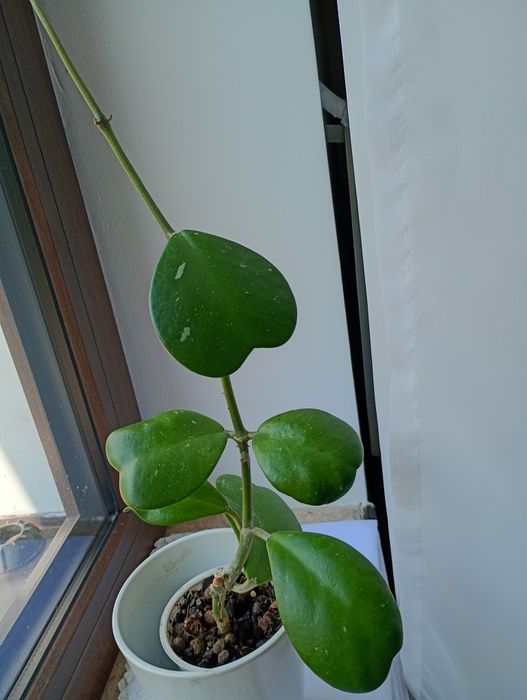 Hoya kerri sprzedam.