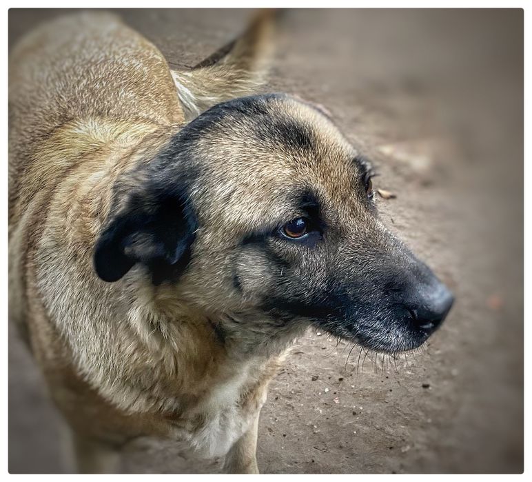 Sunia -Papunia , sunia do domu z ogrodem