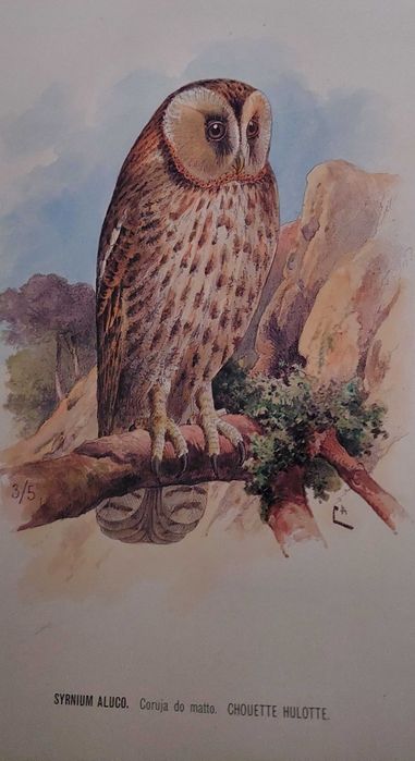 Aves Portugal rei dom carlos e