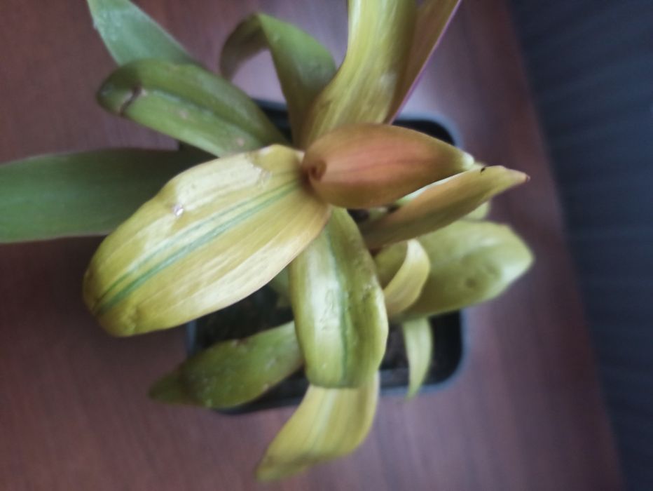 Trzykrotki różne odmiany rosnące i ciete