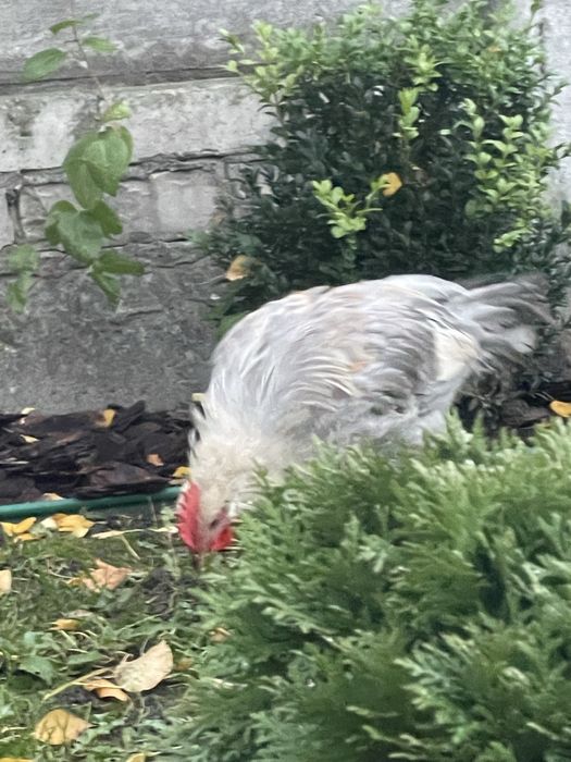 Легорн. Італійська несучка Ізабелла. Півні. 4 місяці.