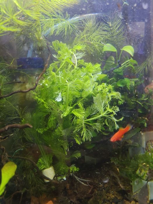 Limnophila roślinka akwariowa