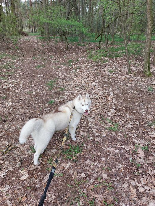 Siberian Husky/Suczka, Wybitna, ciemnooka