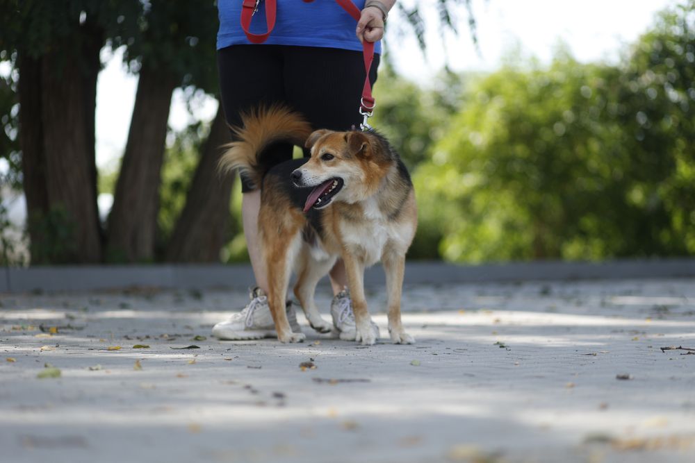 Tylko mnie kochaj - krzyczy Wiper!