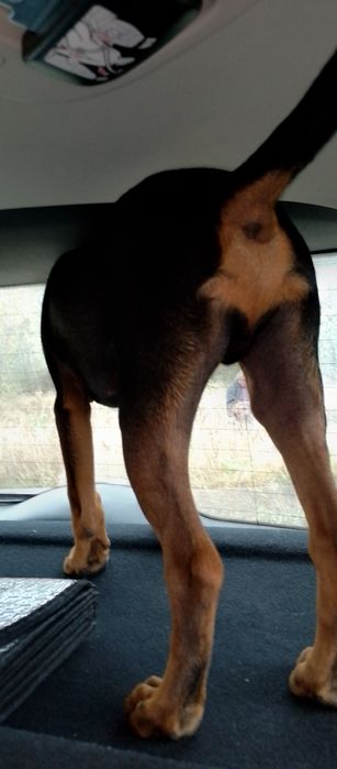 Віддам в добрі руки