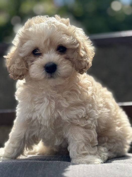 Восхитительный малыш мальтипуха