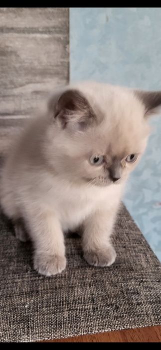 Кошенята Блю Поинт