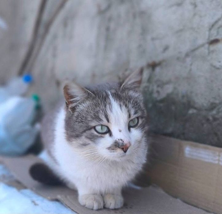 Отдам белого с рябым кота