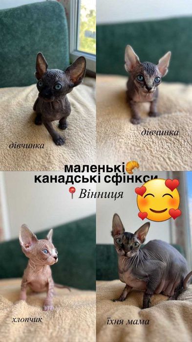 Кошенята канадського сфінкса