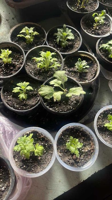 Хризантеми мультифлора