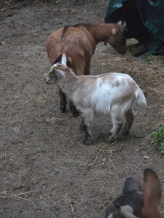 Cabras Anãs Machos e Fêmeas