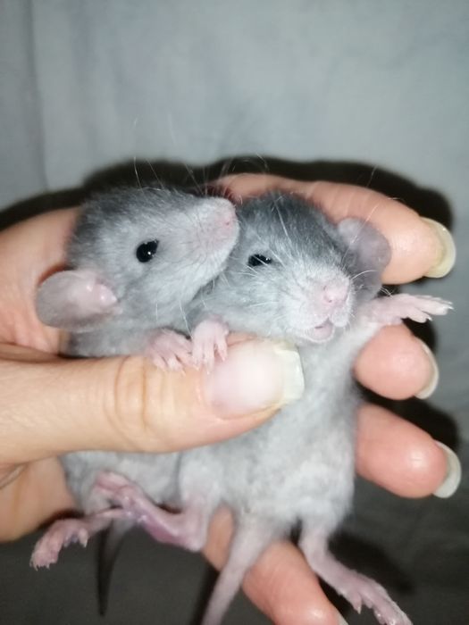 Крыса дамбо рекс, щурик,пацюч,крисята, декоративна криса