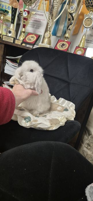 Króliki Mini lop rasowe