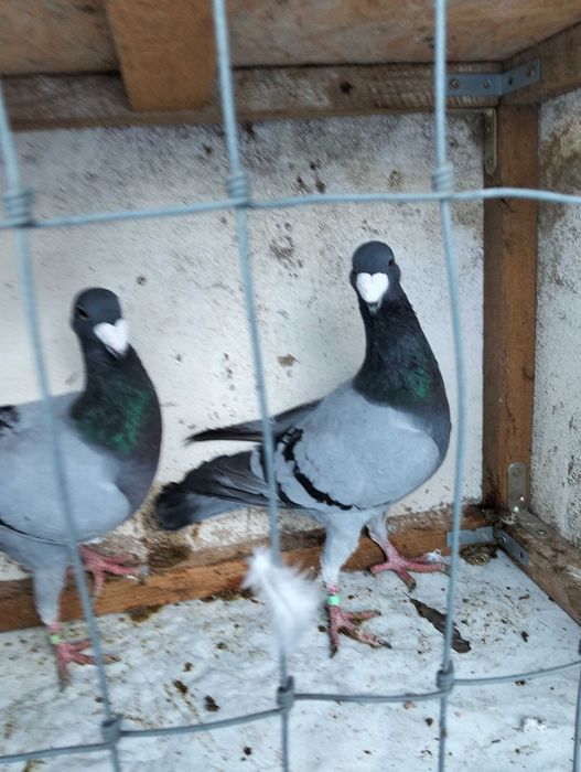 Gołębie Niemiecki wystawowy