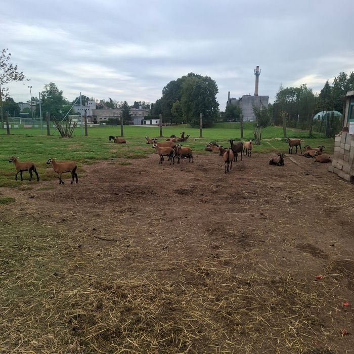 Kameruńskie Barany i Owce
