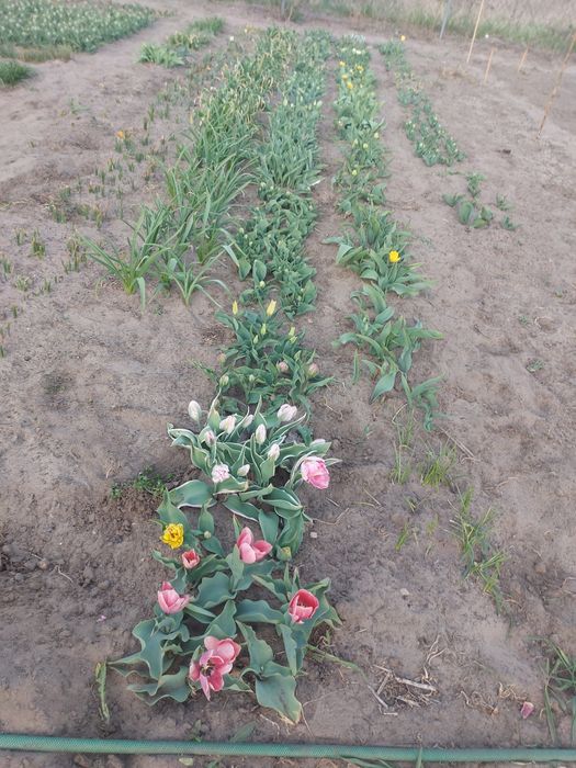Sprzedam tulipany kwiat z cebulką