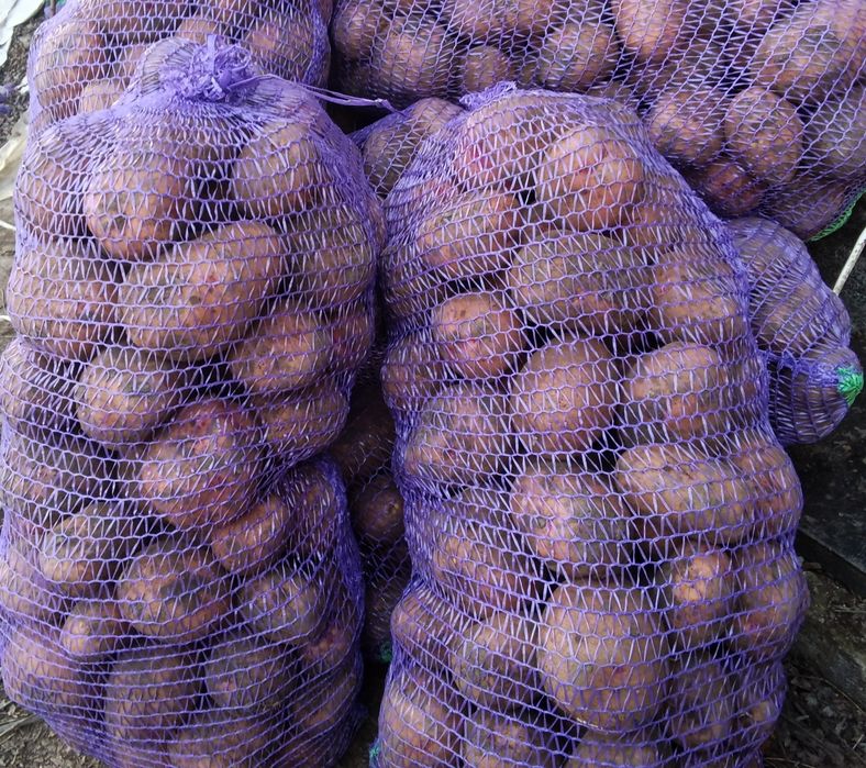 Картошка Словянка, второй урожай