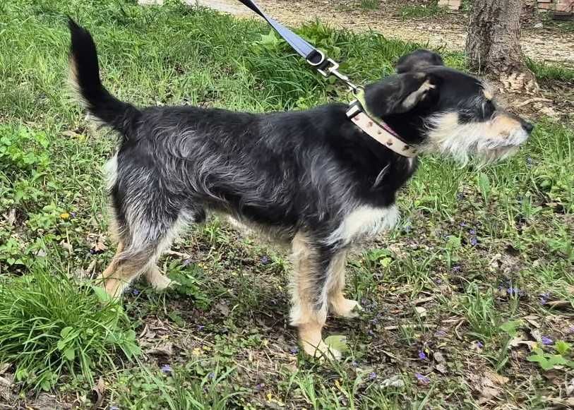 Fuks - mały, szorstkowłosy psiak poleca się do adopcji