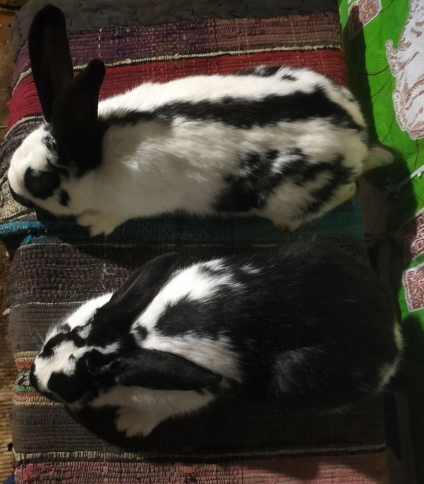 Кролі . Молоді кролиці Німецького строкача вік 4,5 міс.