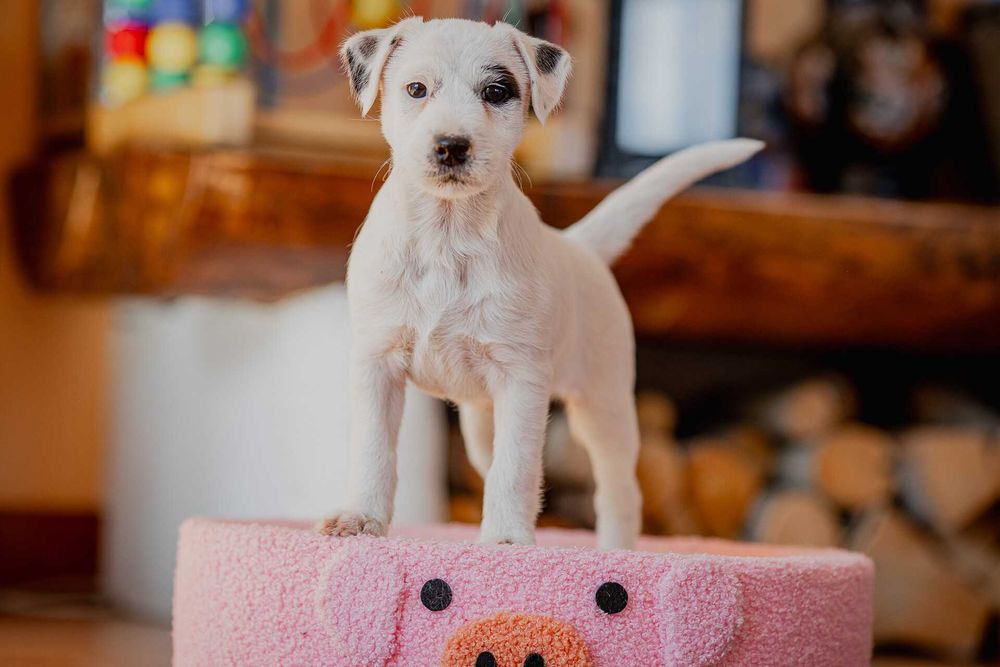 Parson Russell Terrier - suczka  ZKwP