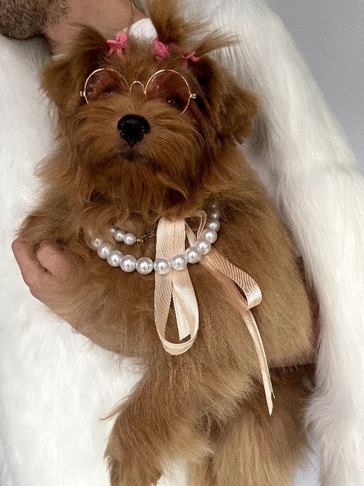 Помапу  краса, ніжність і любов в одному