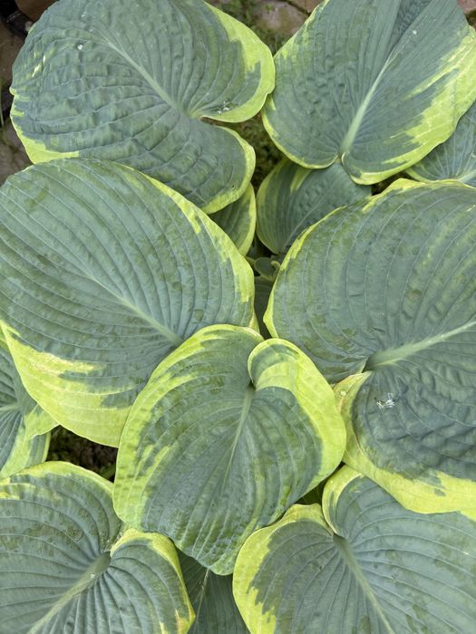 Hosta funkia roslina ogrodowa
