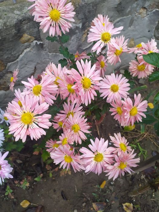 Хризантеми, клематіси