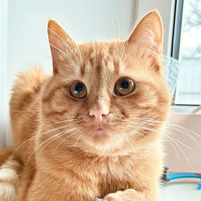 Яркий рыжий котенок 6 мес рудий руда кішечка кошеня кошка рыжая