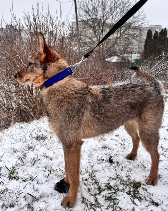 Собака в пошуку сімʼї