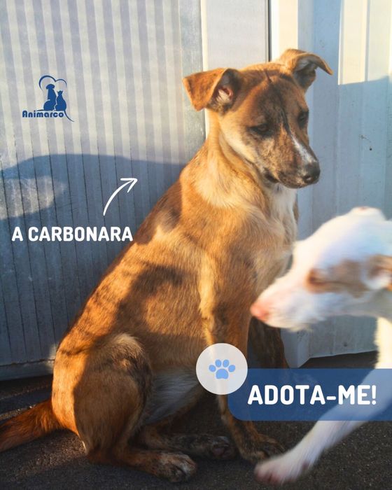 Carbonara cadela jovem porte medio para adocao