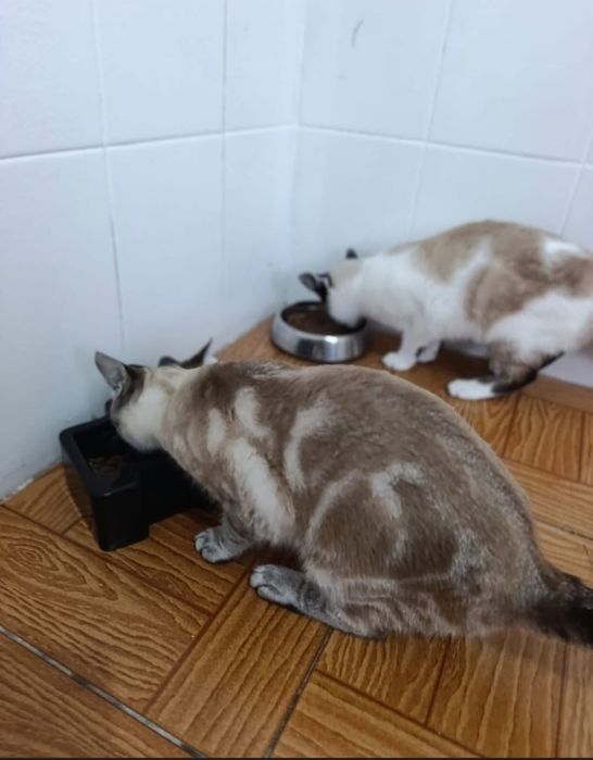 Gatas disponíveis para adoção