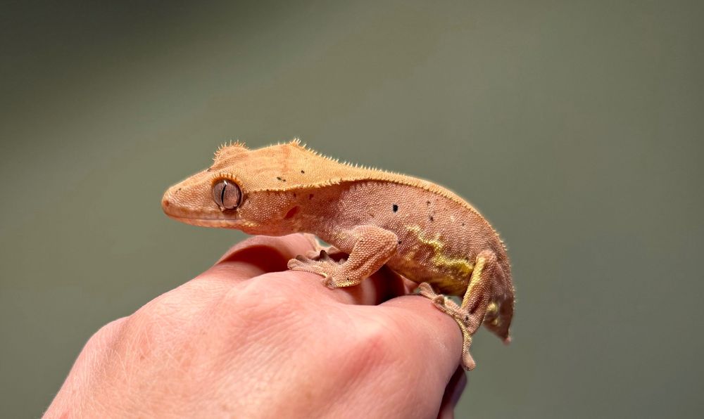Gekon orzęsiony samica Lily white