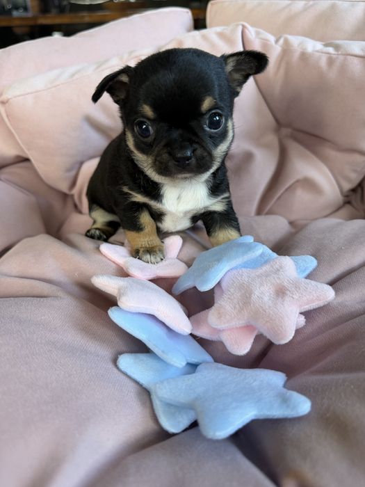 Chihuahua dziewczynka xxs
