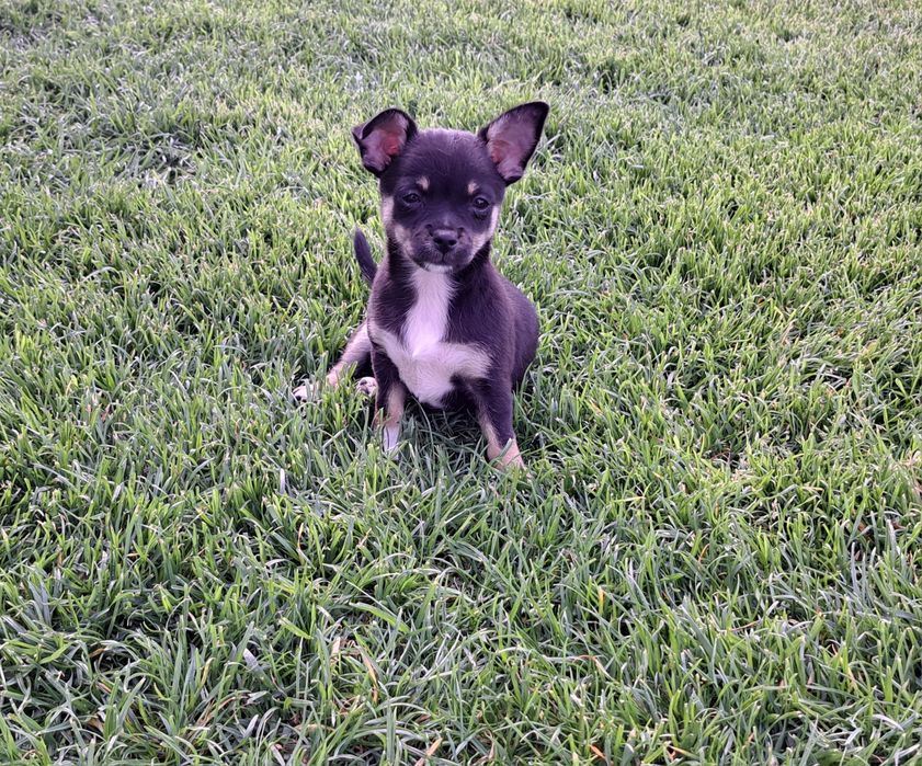 Chihuahua   suczka