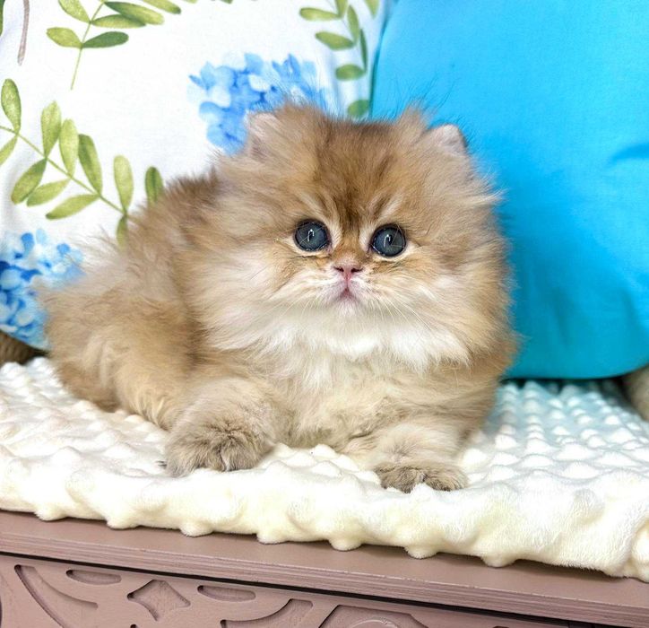 Британський довгошерстий хлопчик Гоша