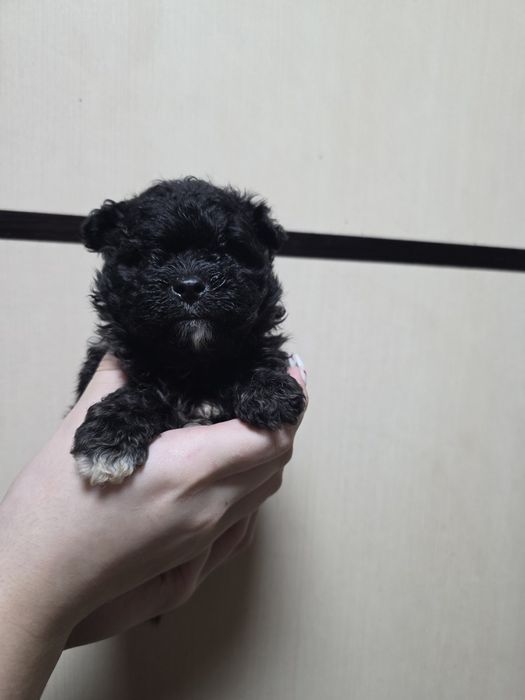 Мальтипу мальчики и девочки