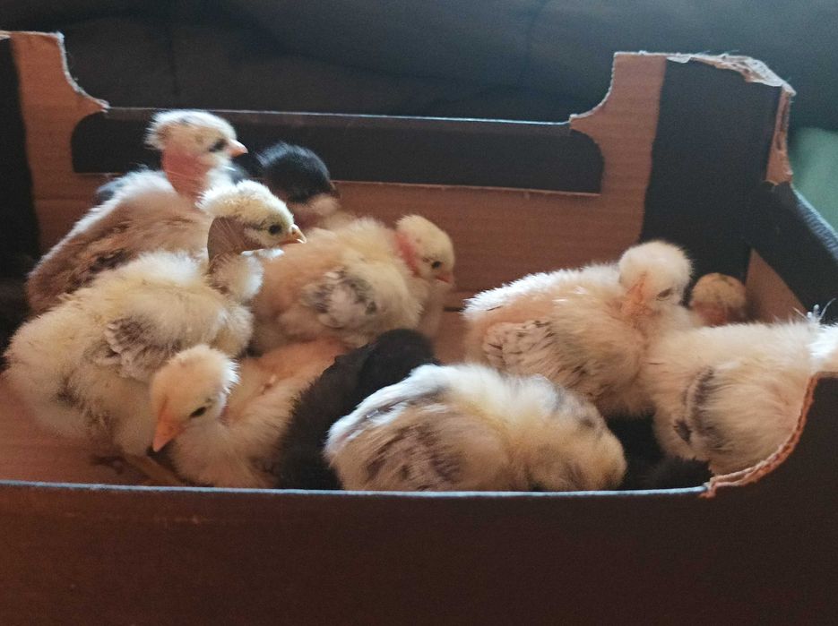 Tygodniowe kurczaki "Gołoszyjki"