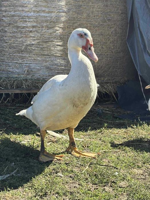 Kaczki sprzedam z tego roku