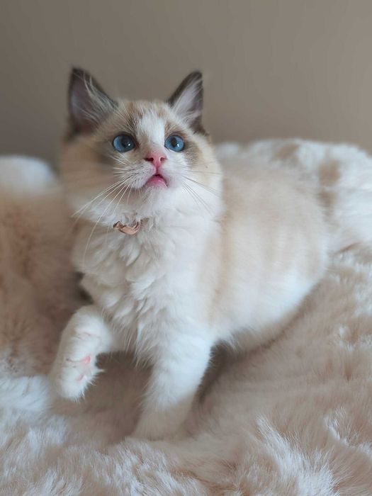 Koteczka rasy Ragdoll.