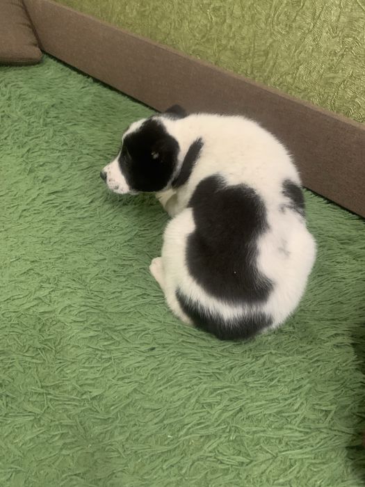 Продам цуценят Алабая