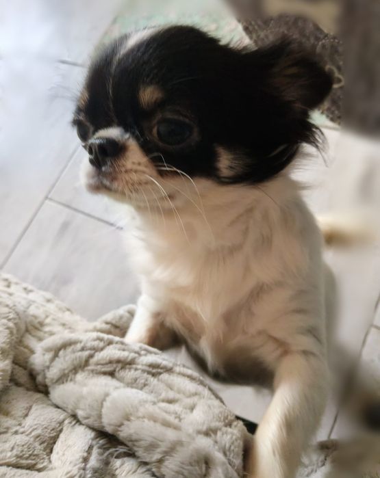 Rodowodowa Sunia Chihuahua