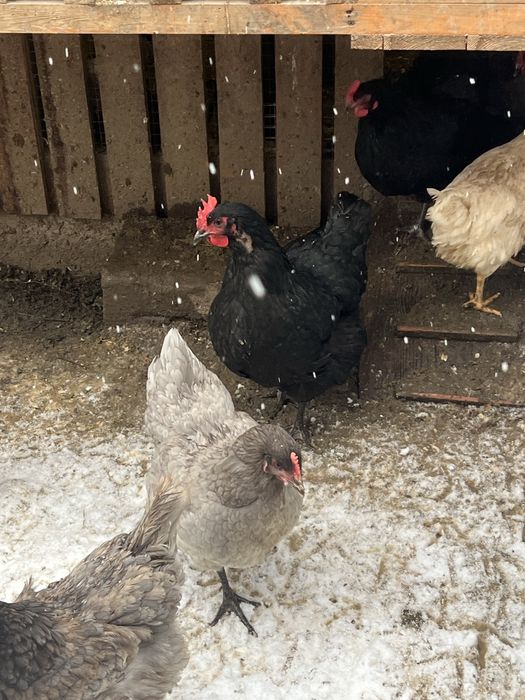 Продаю ікубаційні яйця курей мясояєчних порід